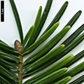 SpeciesSub: subsp. salouenensis